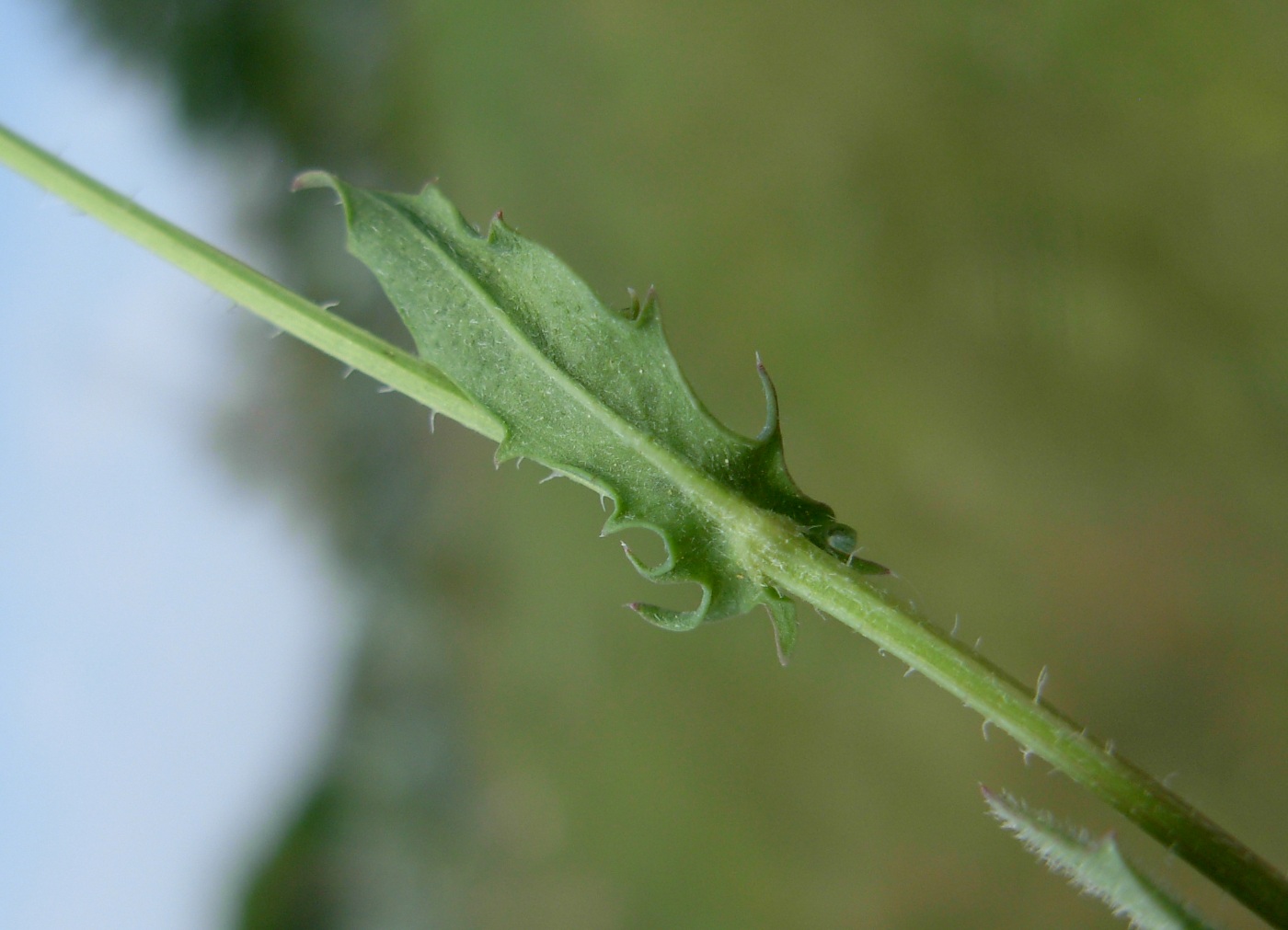 Crepis neglecta subsp. neglecta / Radicchiella minore